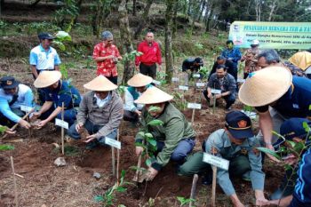 Kawasan Hutan Dieng Ditanami Teh 