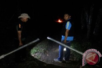 BKSDA Agam Usir Beruang Madu Resahkan Warga