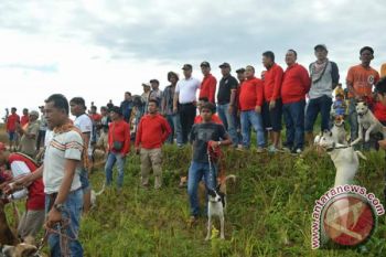 Ribuan Peserta Ikuti Olahraga Buru Babi Dharmasraya&Acirc;&nbsp;