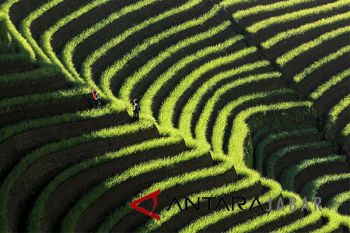 Pertanian Terasering Majalengka