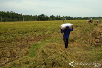 Pati surplus beras 283.164 ton