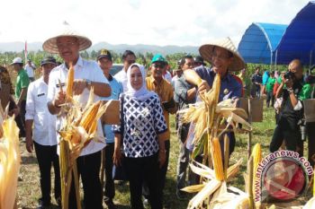 Bupati Konawe Selatan Panen Raya Jagung Hibrida 