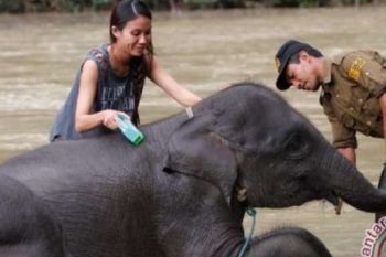 Catatan Akhir Tahun- Gajah Harmoni Di Taman Nasional Tesso Nilo