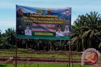  Pasaman Barat Tanam Padi Percontohan 20 Hektare Lahan Kebun Sawit Jadi Sawah