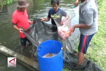 Kulon Progo panen dini nila