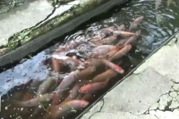 WWI Kulon Progo lakukan pelestarian ikan lokal