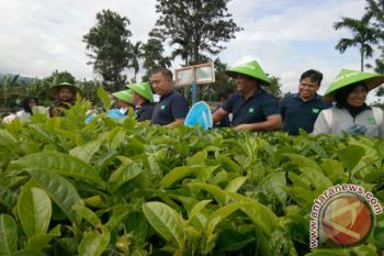 Mitra Kerinci Gelar Tradisi Wiwitan Petik Teh