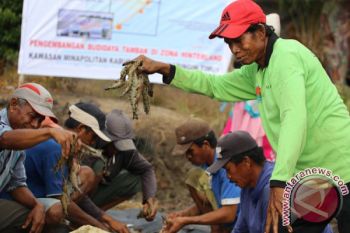 Peluang besar, permintaan udang domestik dan internasional sangat tinggi