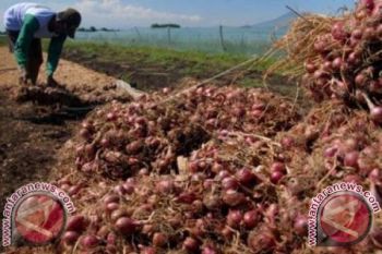 Kodim Majene panen bawang merah bersama petani  