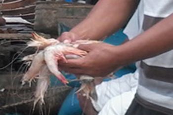 Indonesia probes possible radioactive traces in shrimp exports