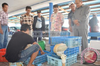 Hingga 15 Februari, Kepiting Bertelur Boleh Diekspor