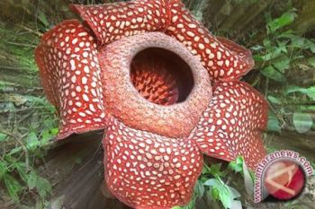 Dua bunga Rafflesia mekar di Kaur Bengkulu