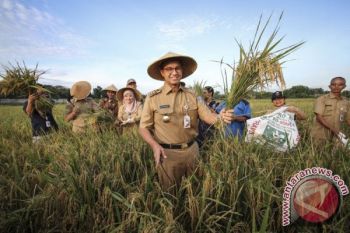 Jakarta masih memiliki potensi produksi gabah  423,88 ton