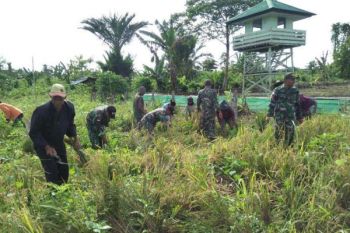 Pasukan perbatasan RI-PNG bantu petani panen padi di Keerom
