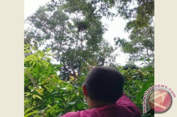 BKSDA Sampit Telusuri Induk dan Anak Orangutan