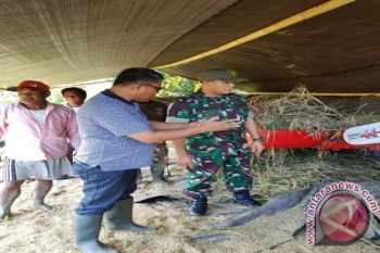 Dandim Talaud tinjau pelaksanaan panen padi
