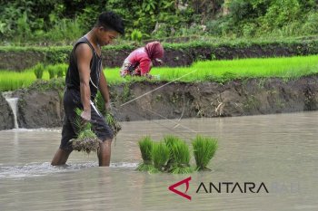 Benih Padi Tahan Wereng