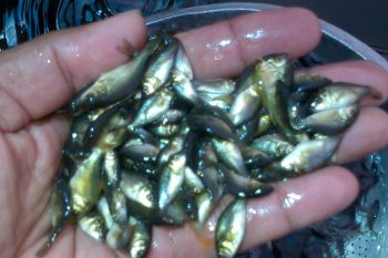 Masyarakat pasaman barat diminta pilih benih ikan berkualitas