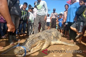 Warga Katingan Tewas Menggenaskan Dimangsa Buaya Muara [VIDEO]