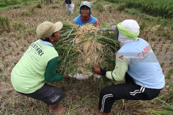 Harga Gabah Basah Turun