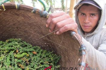 Sekitar 2.000 tenaga kerja diserap sektor perkebunan lada di Babel
