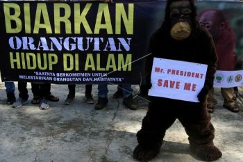 Aktivis kampanyekan penyelamatan orang utan