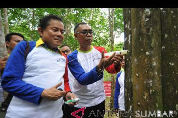Petani Padangpariaman Tanam 2.000 Pohon Gaharu untuk Menghasilkan Teh