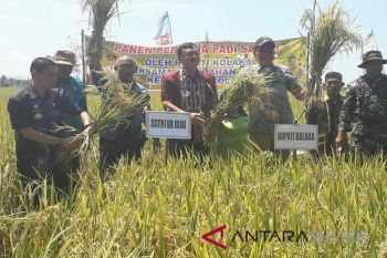 Bupati panen padi di Kolaka