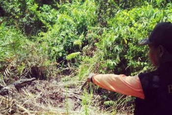 Warga Agam temukan buaya sedang bertelur di lahan perkebunan kelapa sawit