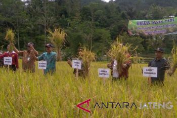 Pejabat: tidak perlu ada impor beras