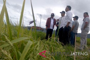 Petani di persimpangan gembira dan galau