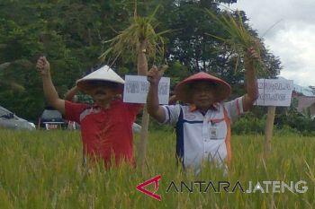Bulog Surakarta mulai serap panen MT II 200 kilogram/hari