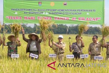 Petani Desa Binangun hasilkan padi 9,3 ton/hektare (VIDEO)