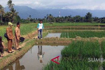 Persediaan beras di Agam capai 189.367 ton