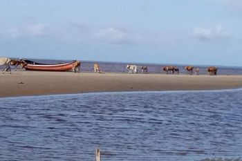 Masyarakat Pesisir Kotim Harap Dukungan Pengembangan Sapi