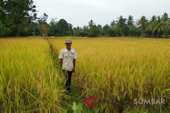 Produksi Padi Agam Meningkat