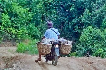 Pengojek komoditi gambir di Pesisir Selatan terima upah hingga Rp800 ribu per hari