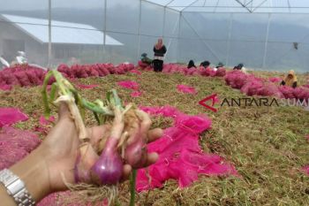 Onion Kernel Seeds To Produce 36 Tons Per Hectare: BPTP