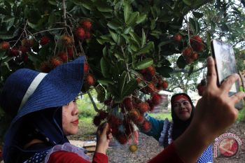 Wisata Petik Buah Rambutan