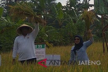 Pejabat: percepatan tanam padi menunjukkan hasil