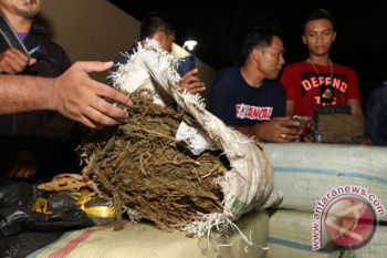 Polisi amankan bandar ganja di daerah ini