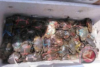 Badan Karantina sita kepiting tidak sesuai ukuran