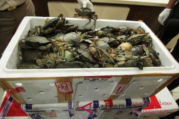 BKIPM Makassar melepasliarkan 2.490 kepiting