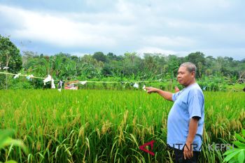 Produktivitas padi petani Lingga masih rendah