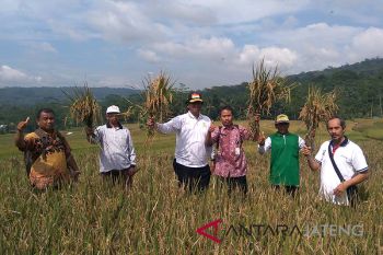Harga gabah di Banyumas stabil