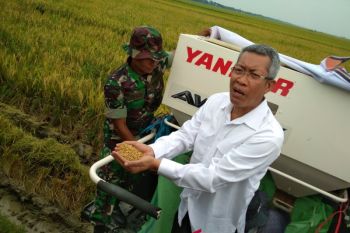 Pola tanam padi Grobogan bisa ditiru daerah lain