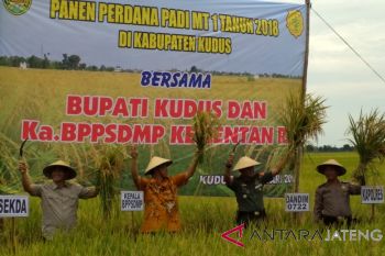 Kementan: impor beras belum dibutuhkan 