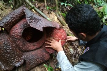 BKSDA temukan populasi bunga Raflesia di Sigantang