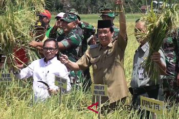 Surplus Beras di Kotim Diperkirakan Capai 1.000 ton
