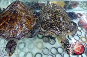 Polrestabes Makassar bekuk WNA selundupkan sisik penyu 